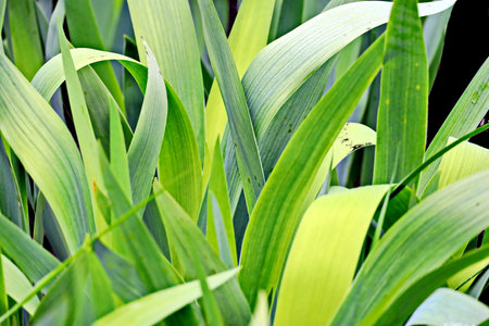 Green leaves of grass close-up. Natural background, texture.の写真素材