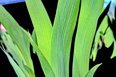 Close up of the leaves of a lily of the valley plantの写真素材