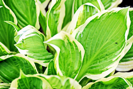 Close up of green hosta leaves in the garden, stock photoの写真素材