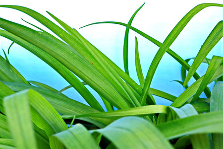 green grass on a blue background, close-up of green grassの写真素材