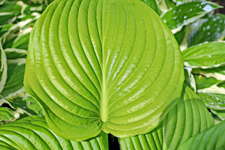 Green hosta leaves close-up. Natural background and texture.の写真素材
