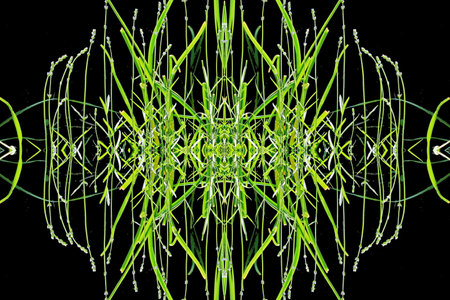 Green grass with water drops on black background. green grass texture.の写真素材