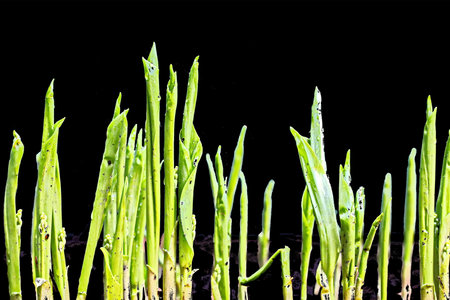 Green sprouts of wheat on a black background. close-up