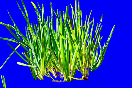 Green onion sprouts isolated on a blue background. Close up.の写真素材
