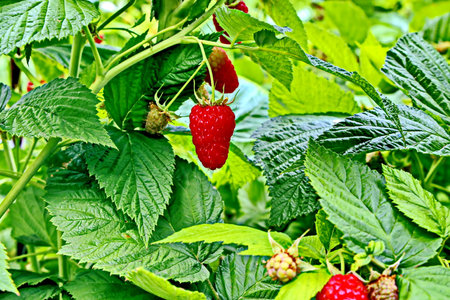 Raspberry bush with ripe berries and green leaves in summer garden.の写真素材