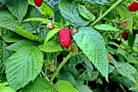 Raspberry bush with ripe berries and green leaves in the garden.