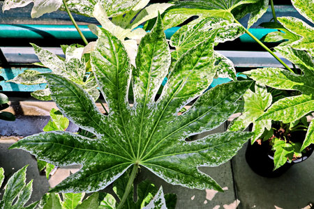 green leaf of a plant in a pot, closeup of photo