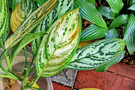 Calathea variegata or Dieffenbachia in the gardenの写真素材