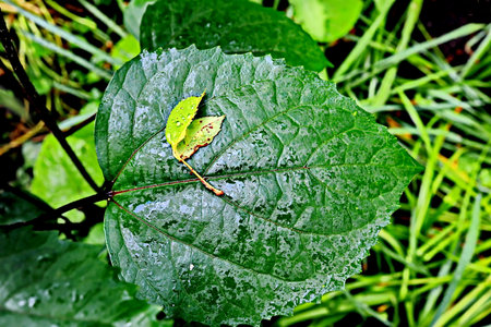 Green leaf with drops of water on it, close-up.