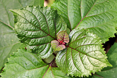 Green leaves of a plant in the garden, close-up.の写真素材