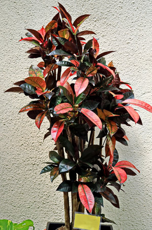 Ficus elastica variegata plant with red and green leavesの写真素材