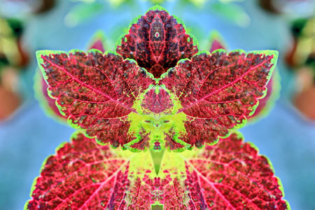 Close up of leaves of coleus plant. Floral backgroundの写真素材