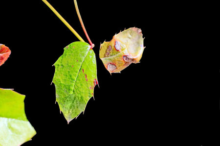 Leaves of a tree on a black background, close-upの写真素材