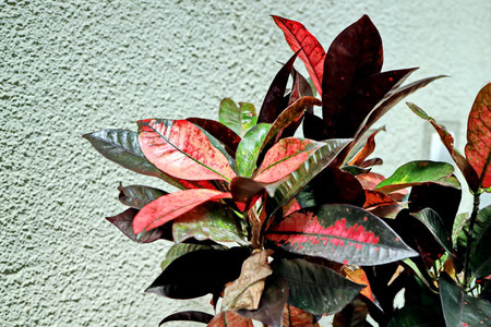Closeup of red and green leaves of Aglaonema plant