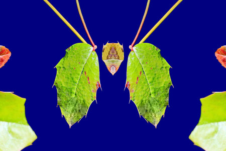 Leaves of wild grapes on a blue background with space for text