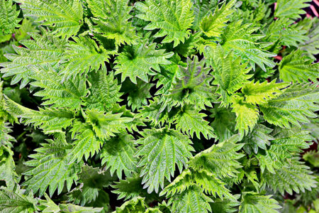 Green nettle leaves in the garden, top view. Natural background
