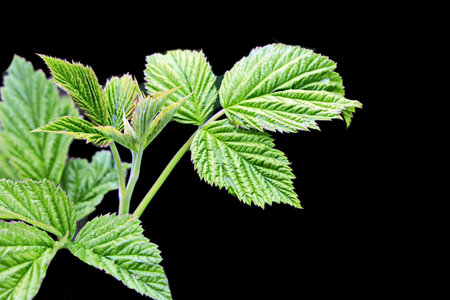 Young raspberry leaves isolated on black background. Close-up image.