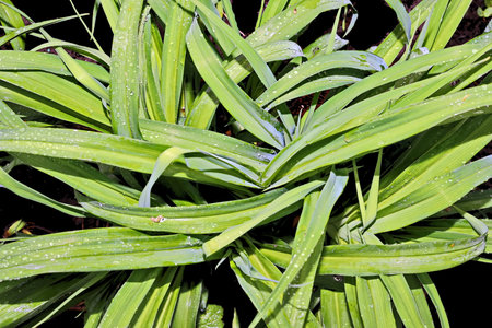 Close up of aloe vera plant in the garden, Thailand.の写真素材