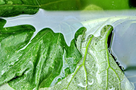 Leaf on the water in the garden, close-up.の写真素材