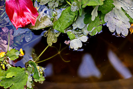 Red tulip in a pond with green leaves and water drops.