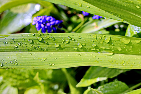 Raindrops on the green leaves of a muscari hyacinthの写真素材