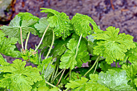 Green leaves of geranium with drops of water after the rain.