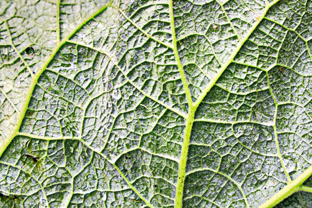 Texture of a green leaf as background, close up. Nature.の写真素材