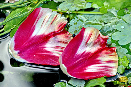 Tulip petals in the water, closeup of photoの写真素材