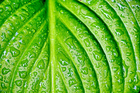 Water drops on green leaf texture background with copy space for text.の写真素材