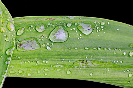Water drops on green leaf isolated on black background. Close up.の写真素材