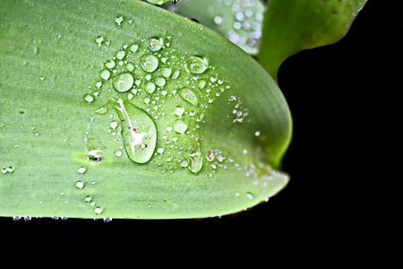 Water drops on green leaf isolated on black background. Close up.の写真素材