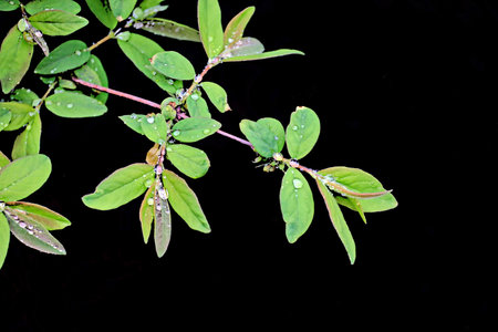 Close up of green leaves on black background with water droplets.の写真素材