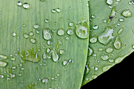Water drops on green leaf macro close up. Water drops on green leaf.の写真素材
