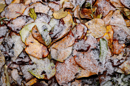 Fallen leaves covered with the first snow on a cold autumn day.の写真素材