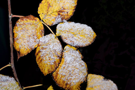 Autumn leaves covered with hoarfrost on a black background.の写真素材