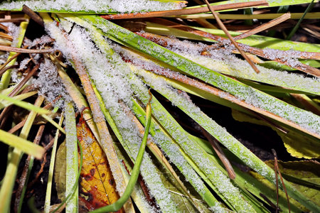 Frosty grass on the ground in the early autumn morning.の写真素材