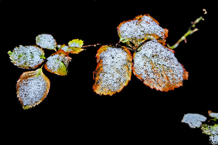 Frozen leaves on a black background. Frost on the leaves.の写真素材