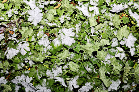 green leaves covered with snow in the forest, closeup of photoの写真素材