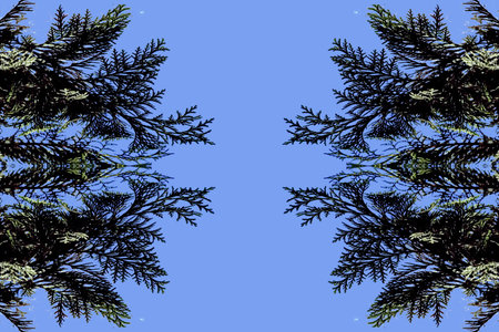 Pine branches in the form of a frame on a blue backgroundの写真素材