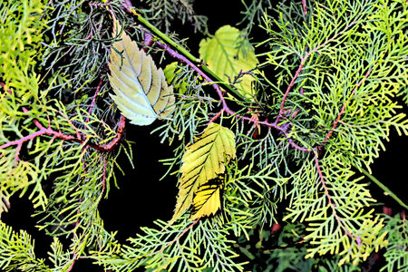 Leaves on a branch of a coniferous tree in autumnの写真素材