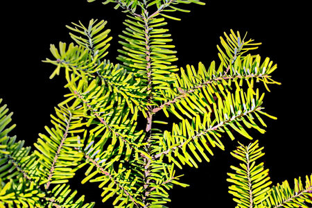 Fir tree branch on a black background, close-up.