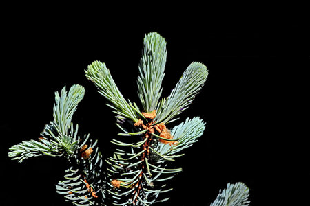 spruce branch on a black background, close-up of photoの写真素材