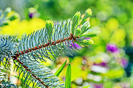 Blue spruce branch with fresh green needles on blurred green background.の写真素材
