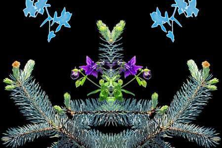 Fir branches with blue flowers on a black background. Floral pattern.の写真素材