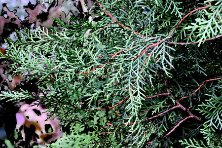 Close up of juniper branches in the garden. Nature background.の写真素材