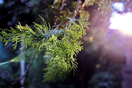 Close-up of thuja branch with green leaves and sunlight