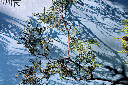 Pine branches on a blue background with shadows from the sun.の写真素材