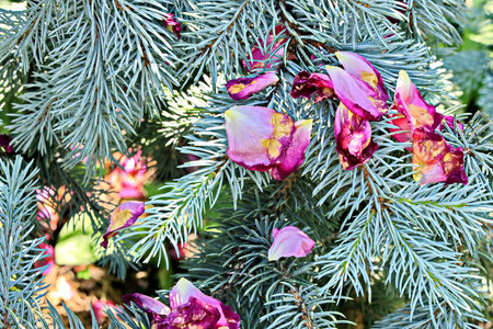 Close up of a spruce branch with pink flowers in the gardenの写真素材