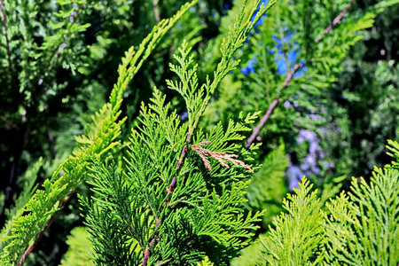 Green branches of a thuja tree close-up. Natural backgroundの写真素材
