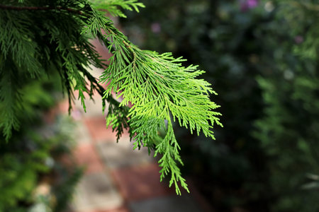 Green branch of thuja tree close-up, selective focus